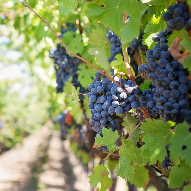 Traducción vitivinícola y enológica 